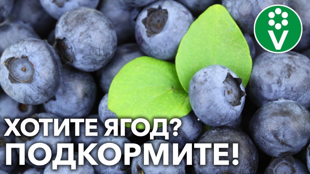 СХЕМА ПОДКОРМКИ ГОЛУБИКИ ПЕРЕД ЗИМОЙ! Что и как внести после листопада? смотреть онлайн