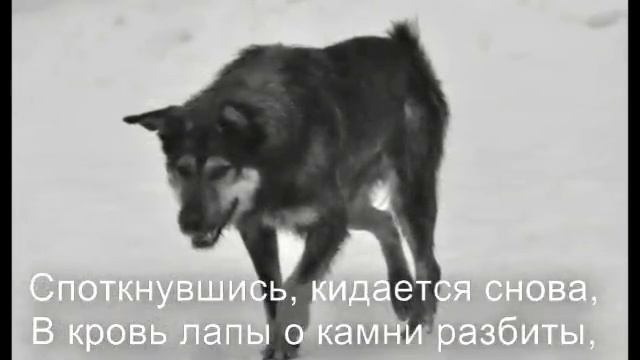 Стихи о рыжей дворняге Э.Асадов смотреть онлайн