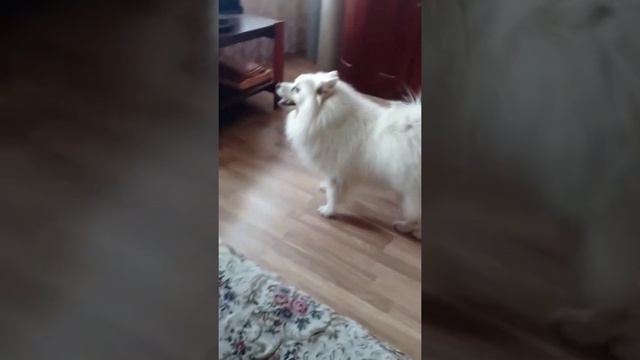 ♥️ Шпиц,Папин Обожулька#японский#шпиц#умнаясобака смотреть онлайн