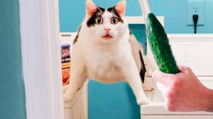 КОТЫ И СОБАКИ СМЕШНЫЕ ПРИКОЛЫ С ЖИВОТНЫМИ 2021