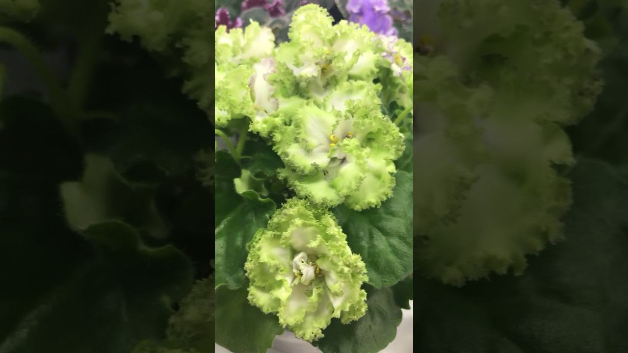 Зелёного цветочка в ленту сегодня!