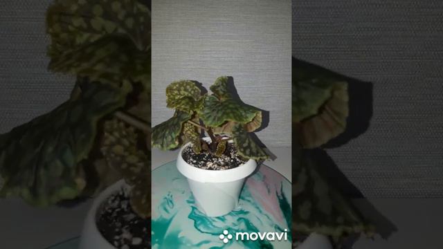 КОМНАТНЫЕ РАСТЕНИЯ(ЦВЕТЫ).ЛЮБИМЫЕ ГОРОХИ. смотреть онлайн