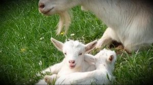 Кличка, подходящая для домашней козы