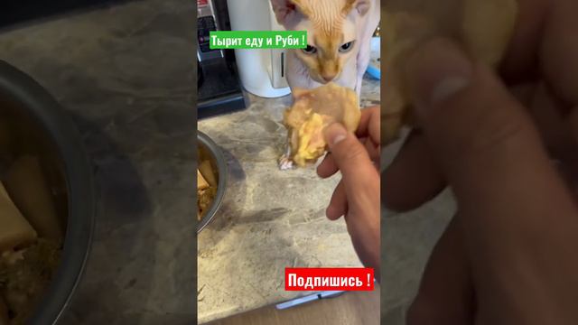 Кошка ворует еду у собаки #хаски #собака смотреть онлайн