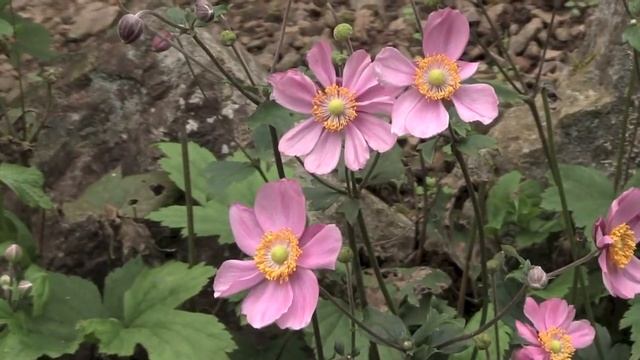シュウメイギク/Anemone Hupehensis02_170920正丸