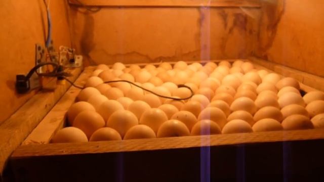 Инкубатор своими руками // Автоматический самодельный инкубатор в домашних условиях смотреть онлайн