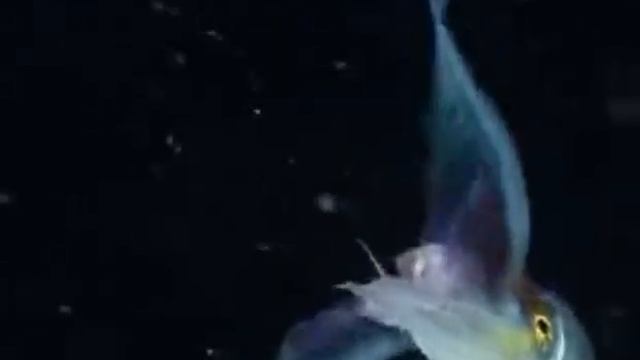 Это осьминог-одеяло. У него нет чернильного мешка