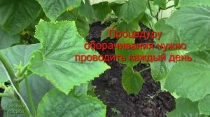 КАК ПРАВИЛЬНО ПОДВЯЗАТЬ ОГУРЦЫ В ТЕПЛИЦЕ// МОЯ ЛЮБИМАЯ УСАДЬБА