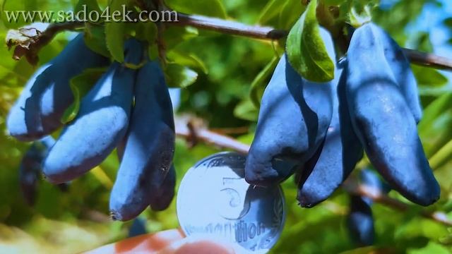 Саженцы жимолости съедобной. Купить жимолость Blue Banana, Восторг,Югана,Бакчарская Юбилейная и т.д смотреть онлайн