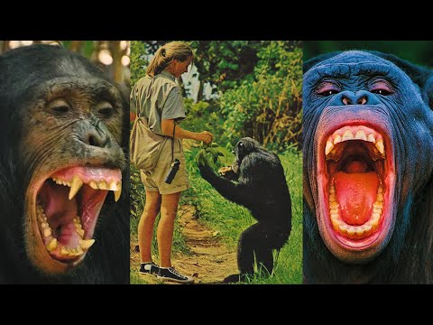 A DISTURBING THOUGHT | Bigfoot and the 1974 Gombe Chimpanzee Conflict смотреть онлайн