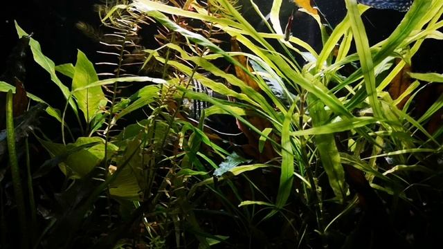 ГЕТЕРАНТЕРА ОСТРОЛИСТНАЯ. СОДЕРЖАНИЕ В АКВАРИУМЕ. смотреть онлайн