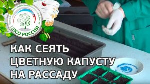 Как сеять цветную капусту на рассаду. Как подготовить почву к посеву рассады капусты.