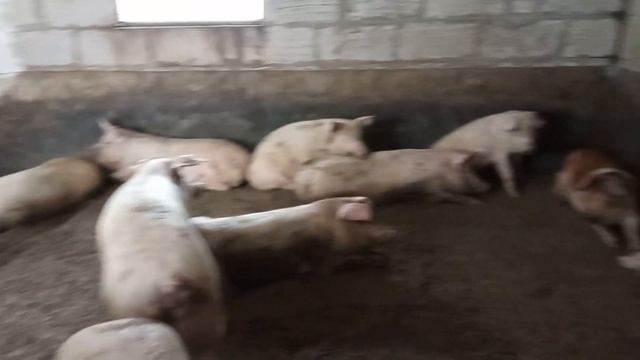 6,5 месяцев откорма свиней -- 130 кг. Корейка БОМБА! Свиноводство. смотреть онлайн