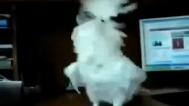 Какаду под тяжёлой рок смотреть онлайн
