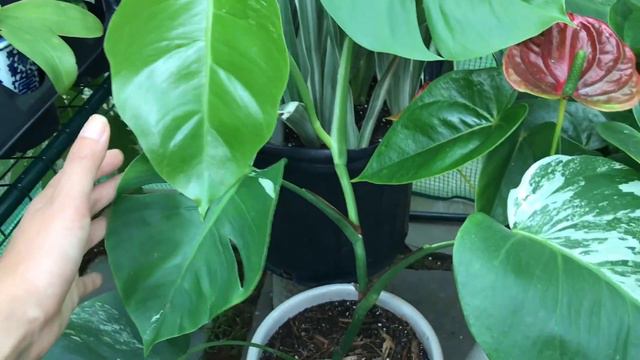 One More Plant Off My Wishlist - The Variegated Monstera смотреть онлайн