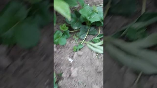 Земляника Женева, Капелька,Лизонька смотреть онлайн