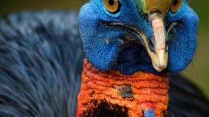 Удивительный мир птиц. Невероятно и красиво!