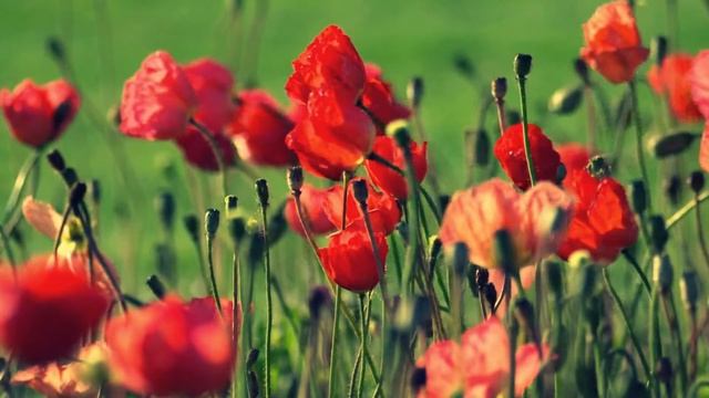 природа смотреть онлайн