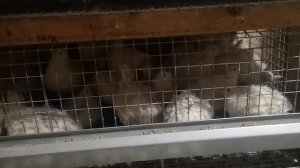 Перепела техасцы, почему я выбрал эту породу.