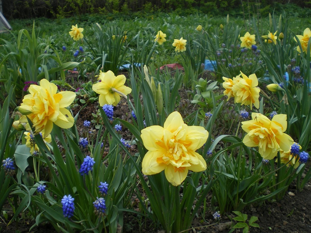 Открыла розы! Гортензия крупнолистная после зимы! Сею в теплицу! смотреть онлайн