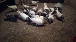 Пакистанские  голуби!  Голубки   2022 г.