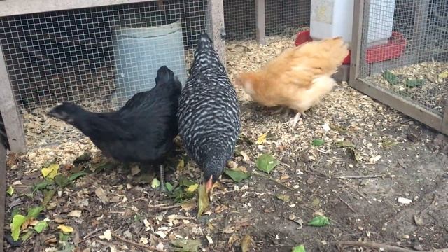 10 Seconds of Peace: 3 Chickens смотреть онлайн