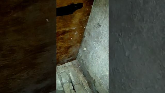 Огромный паук в Брянске зимой смотреть онлайн