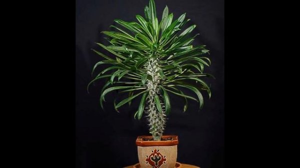 Пахиподиум уход