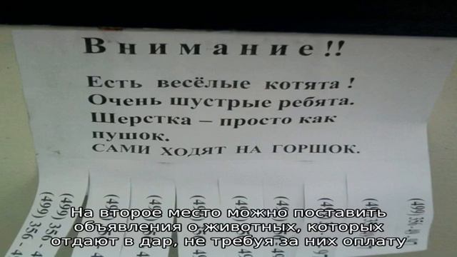 Объявления про животных смотреть онлайн
