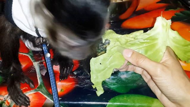 2017.06.23 Обезьяна капуцин Масяня и Питри. Бой за капусту. смотреть онлайн