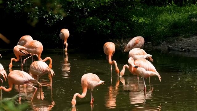 "The Singing Flute of the Coast" Ocean&Meditation music смотреть онлайн