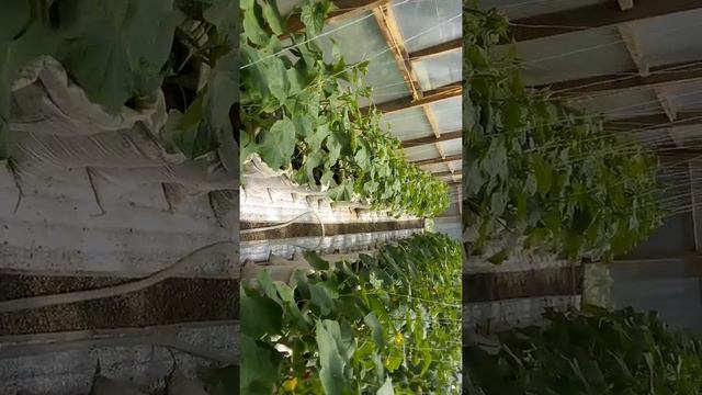 Выращивание огурцов в теплице миринда смотреть онлайн
