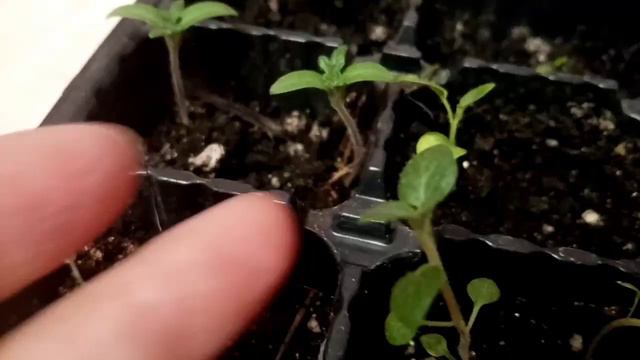 Дела весенние - ничего не успеваю! смотреть онлайн