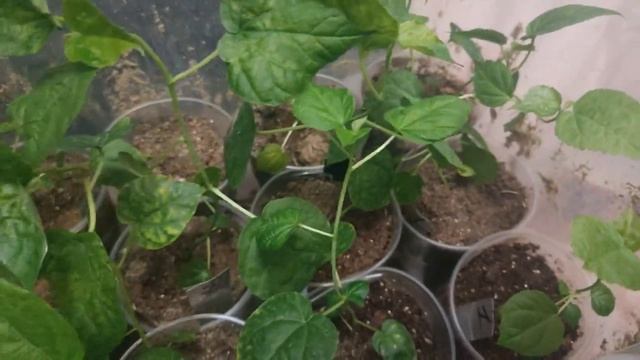 Гибисусы из Widberris. Семена и саженцы. Обзор покупки. смотреть онлайн