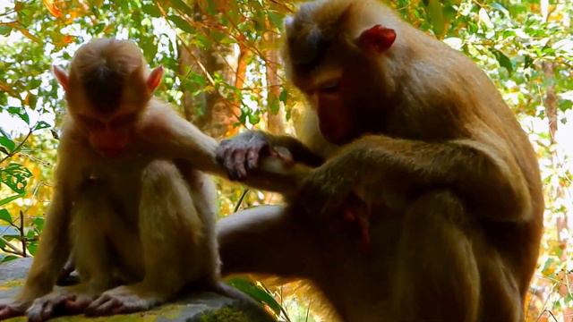 Rojo Love Angela, Rojo Went to help Angela from Tom monkey /Great for helping this one...OMG смотреть онлайн