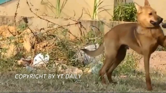 VillageDog!! Mix Border Collie Vs Golden Appenzeller Sennenhund #01 смотреть онлайн