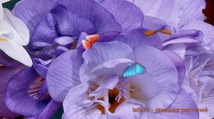 Фрезия гибридная Блу (freesia hybrid double blue) ? фрезия Блу обзор: как сажать луковицы фрезии Бл