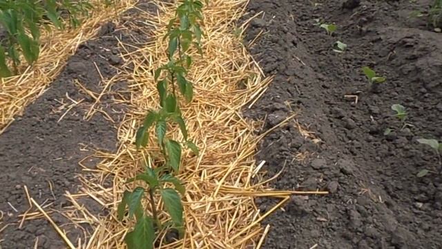 Мульчирование почвы, плюсы и минусы. смотреть онлайн