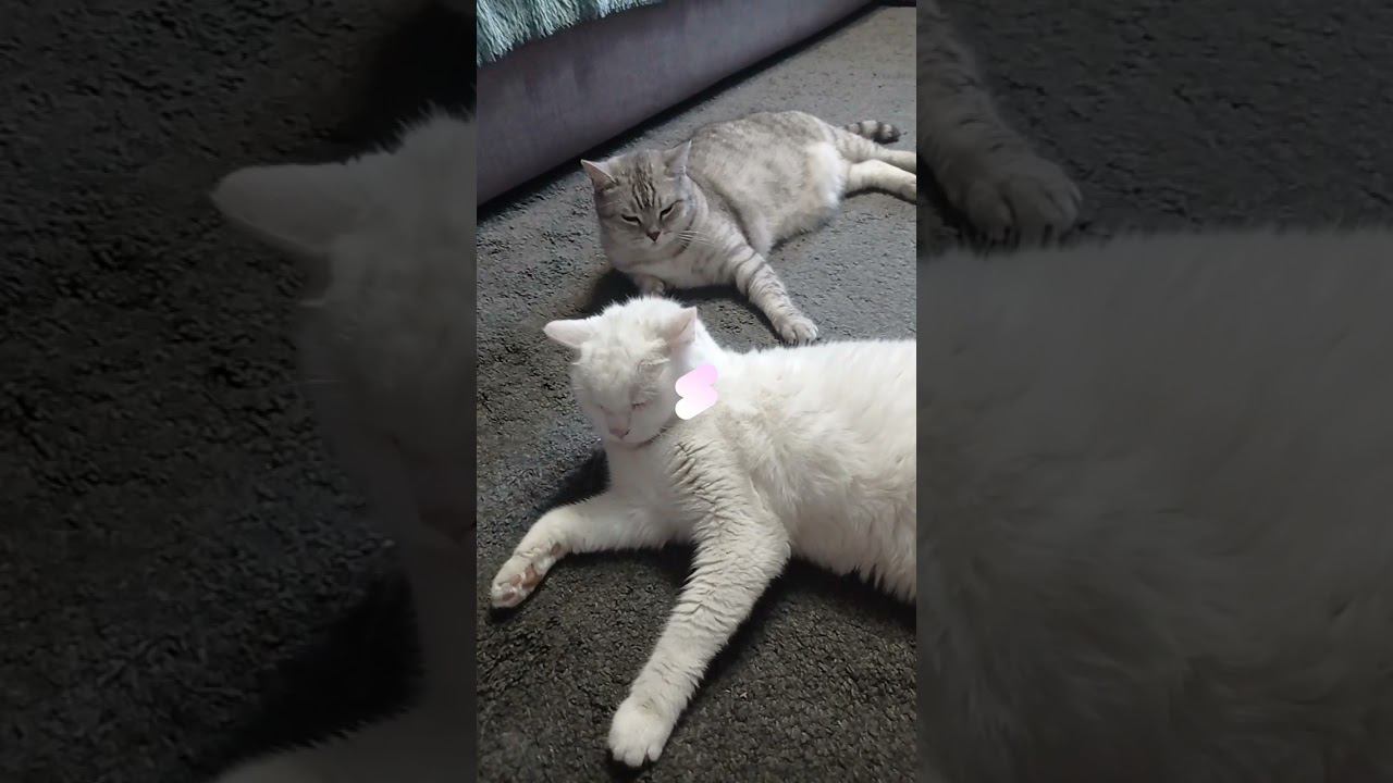 #shorts #рекомендации #котики #лайки #коты #коттитар #подписка #whiskas #кот #еда смотреть онлайн