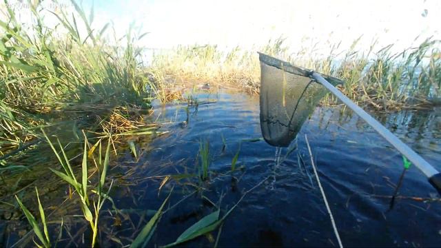 Экстремальная рыбалка. Ловим карася в зарослях камыша. смотреть онлайн