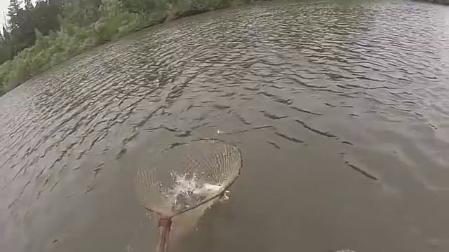 Перетяга,перемет вечерняя проверка с лодки ПВХ! смотреть онлайн