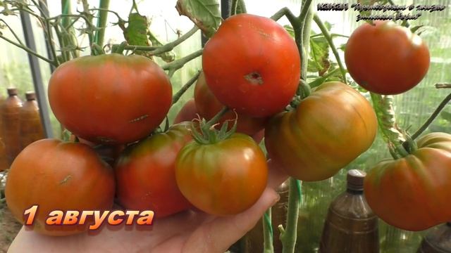 Ищу ранние темные вкусные томаты сравнительный обзор 4 сортов смотреть онлайн