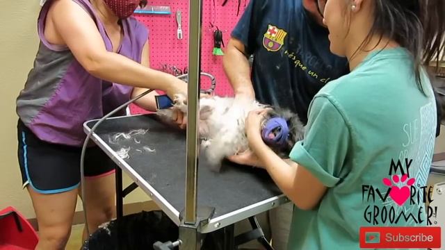 No One Can Groom My Dog смотреть онлайн