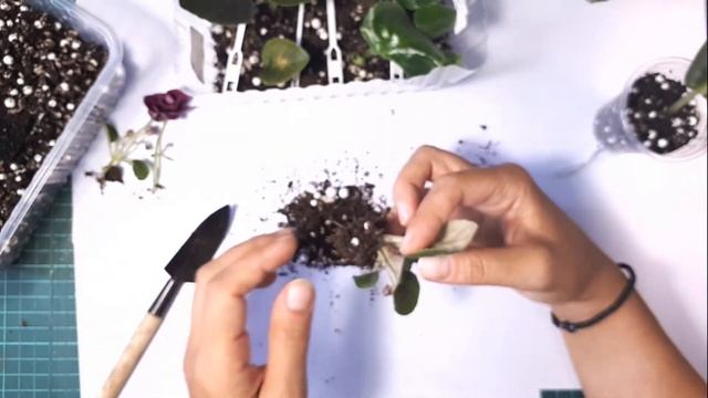 Лист Фиалки Дал Цветонос .Mac's Southern Springtime. Сорта Macdonald