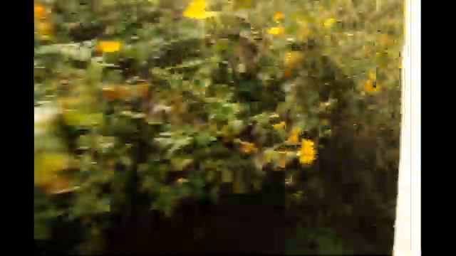 Поезд в Бирме пробирается сквозь заросли смотреть онлайн