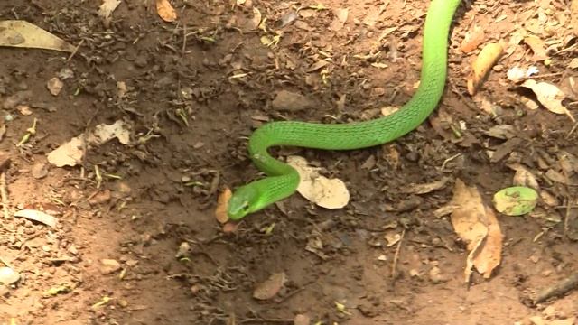 Boomslang. Бумсланг (1126sp)