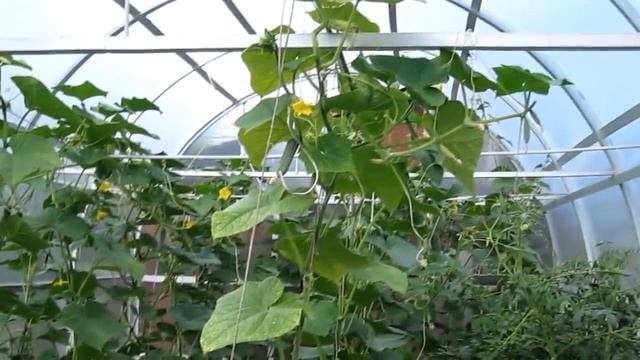 Формирование куста огурца.Обновление и формирование плети огурцов.Как продлить плодоношение огурцов смотреть онлайн