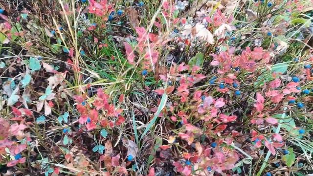 Рыбалка на хариуса в горах Кузбасса и Хакассии.)) часть №1 смотреть онлайн