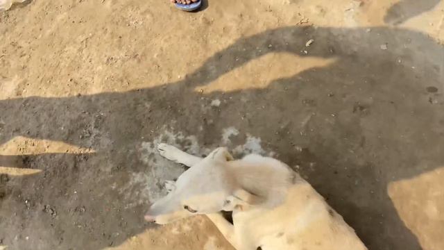 Tyson ( Pitbull ) Aggressive hogya😳 ( pitbull & street dog meeting 😑 went wrong смотреть онлайн