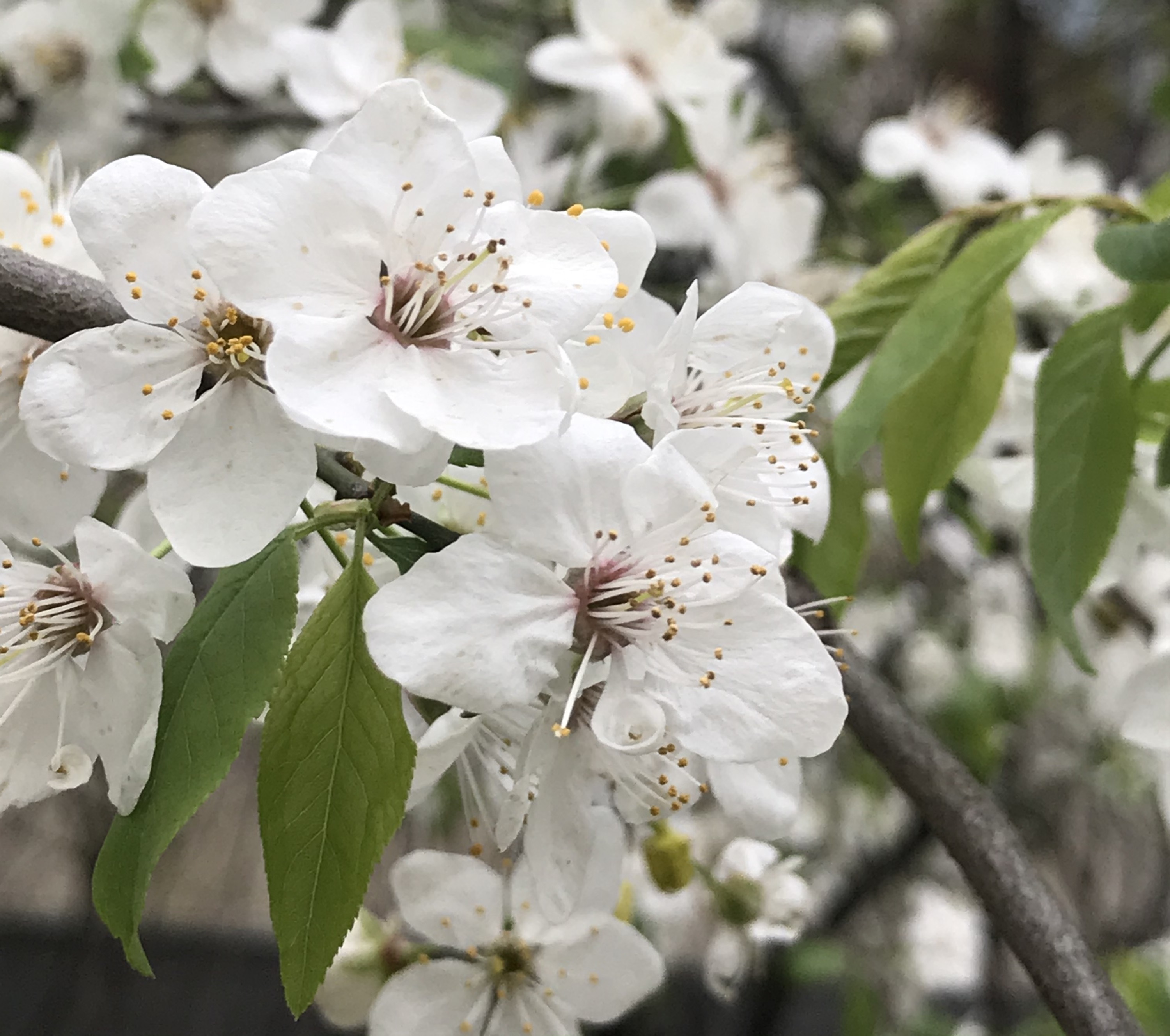 И на Марсе будут яблони цвести смотреть онлайн